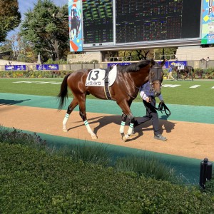 新馬　東京競馬場D1600