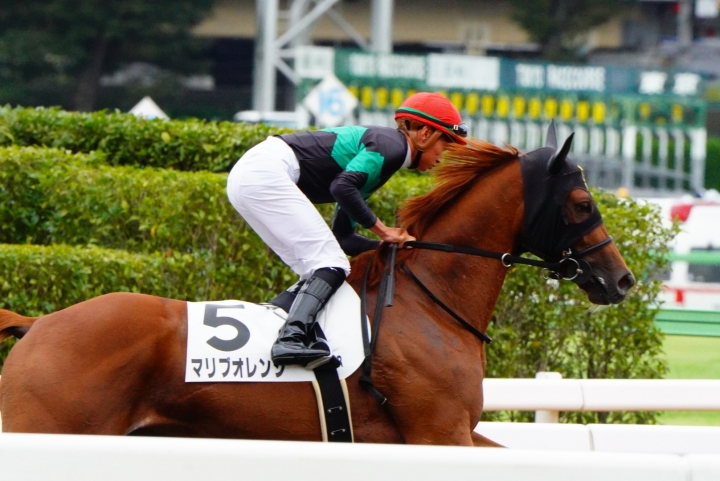 新馬戦返し馬 マリブオレンジ