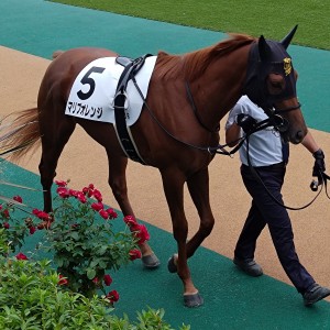 2024/10/6 2歳新馬