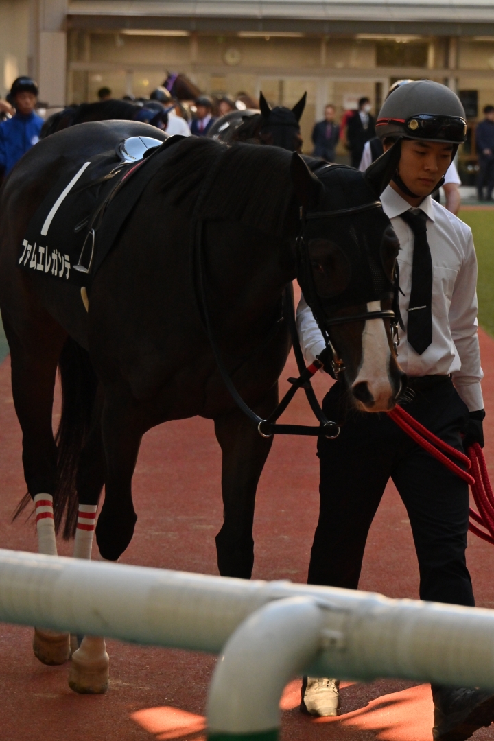 2025年11月 ファムエレガンテ