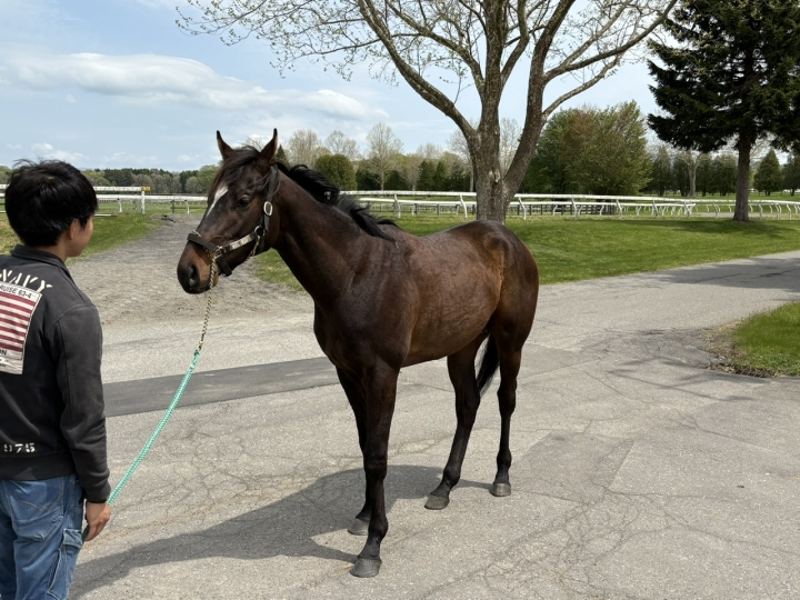 期待の馬です マイネルゼーロス