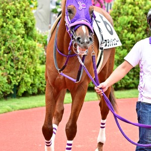新馬戦 パドック