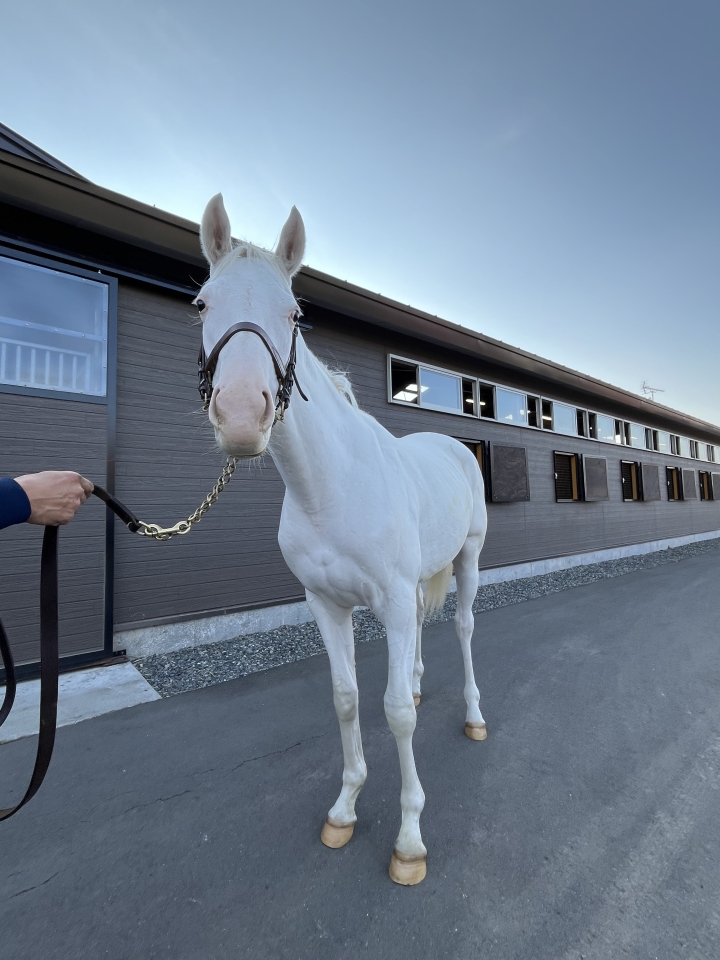 ヤシレーシングランチ ジャジャミン