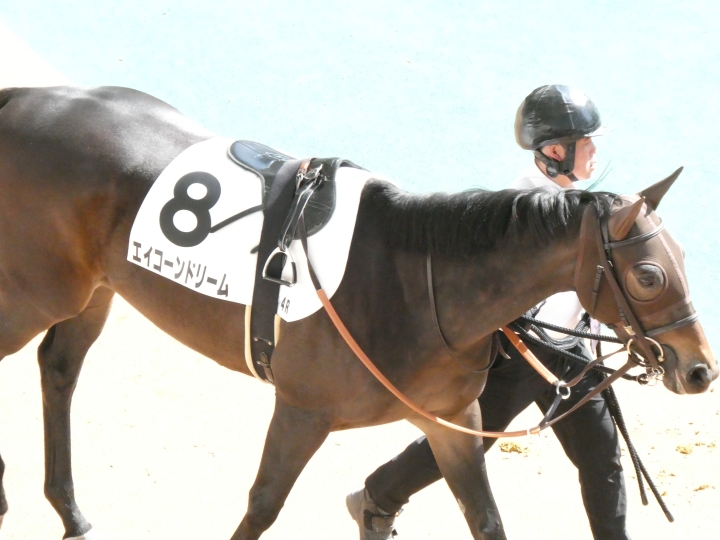 新馬戦　優勝　パドック エイコーンドリーム