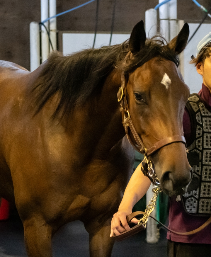 ノーザンファーム早来 サルワールカミーズ