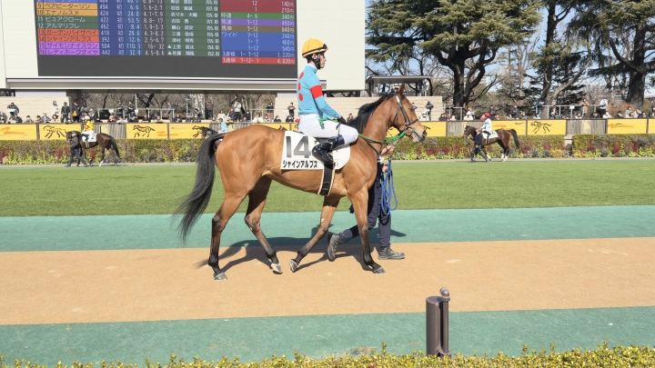 新馬戦 シャインアルプス