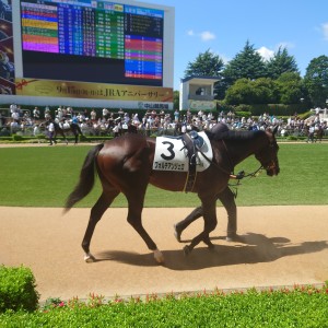 メイクデビュー中山　新馬戦