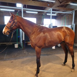 ノーザンファーム