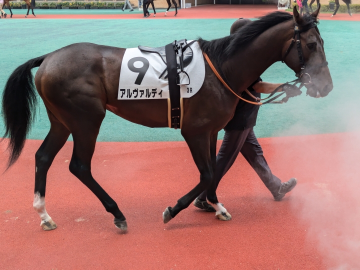 中京3R メイクデビュー中京　２歳新馬　パドック アルヴァルディ
