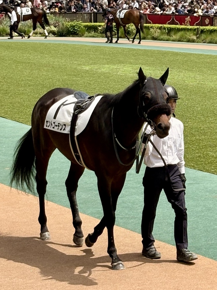東京6R 1勝クラス ダ1600 パドック① セントゴーデンス