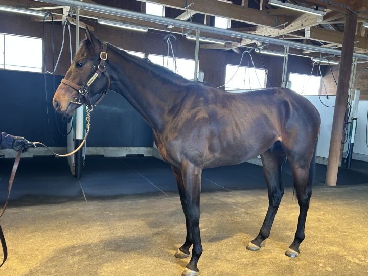 2025年2月 ベイツリー