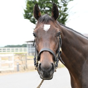 ノーザンファーム天栄