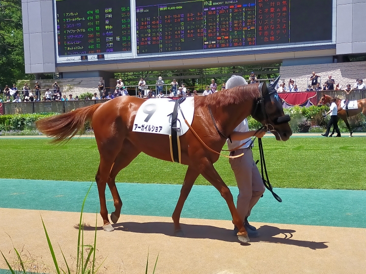 メイクデビュー アーガイルショア