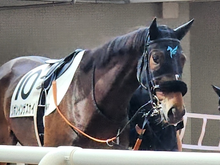 2026年4月 リボンインザスカイ