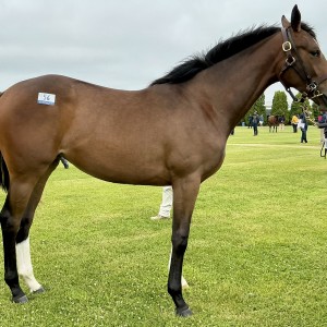 2024年6月15日北海道牧場見学ツアー