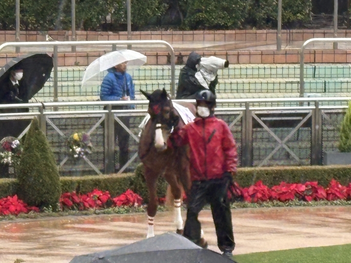 2歳未勝利パドック カリドーラ