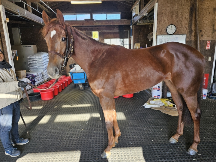 山本トレセン ヴァリスマリネリス