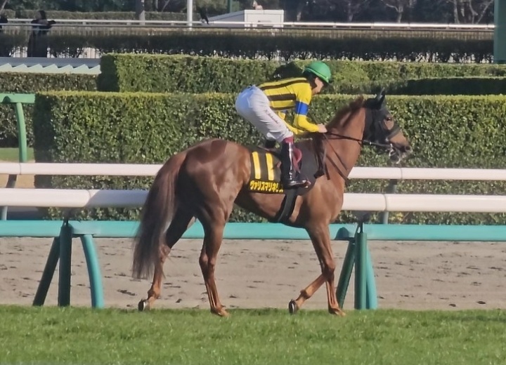 2026/3/14 アネモネS(OP) ヴァリスマリネリス