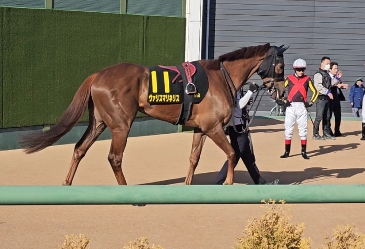 2026/3/14 アネモネS(OP) ヴァリスマリネリス