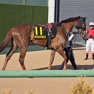 2026/3/14 アネモネS(OP)