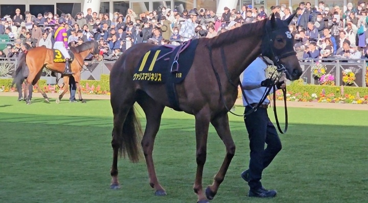 2026/3/14 アネモネS(OP) ヴァリスマリネリス