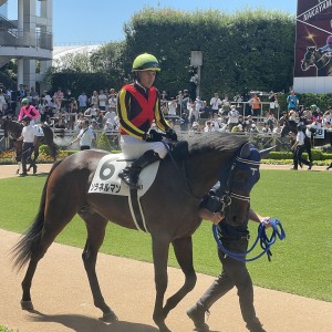新馬戦パドック