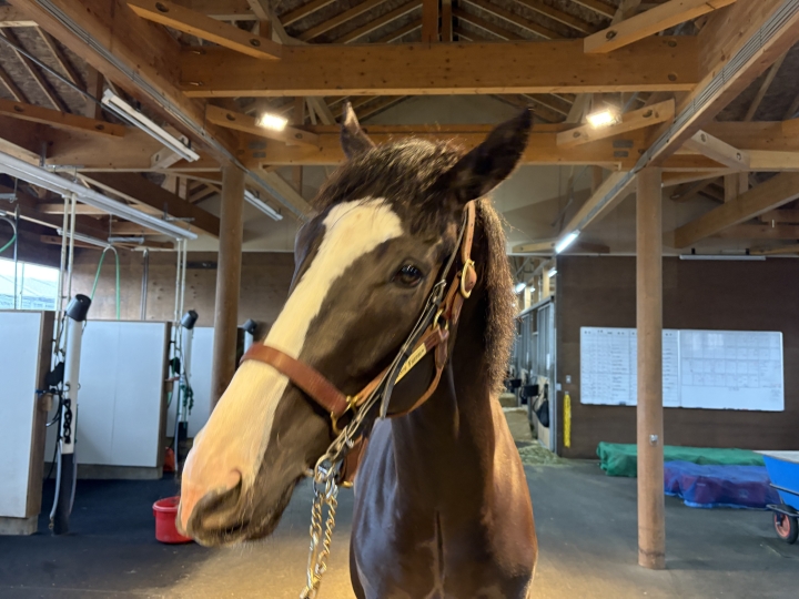 NF空港（2025年4月） インドミタビリティ