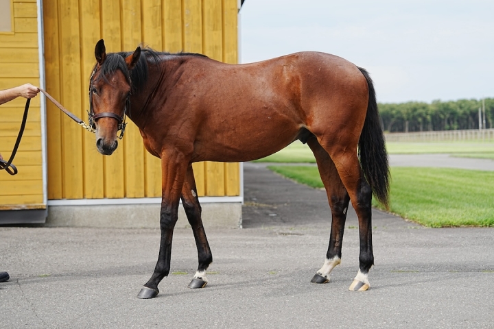 白老ファームYearling ヴィスメンティス