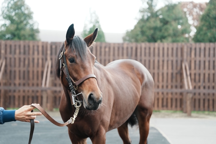 ノーザンファーム空港 ヴィスメンティス