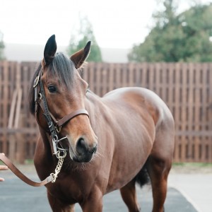 ノーザンファーム空港