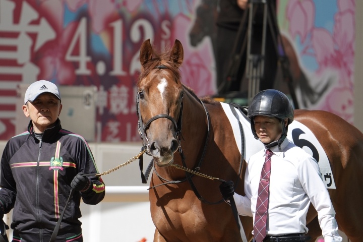 2026年4月 ステライヴ
