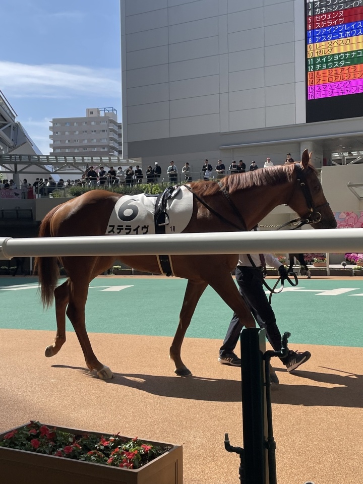 2026/4/12 3歳未勝利(牝) ステライヴ