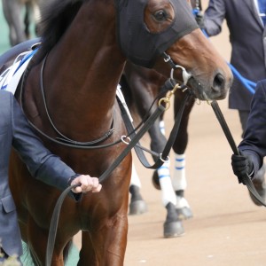 2025/11/29  メイクデビュー東京　5R