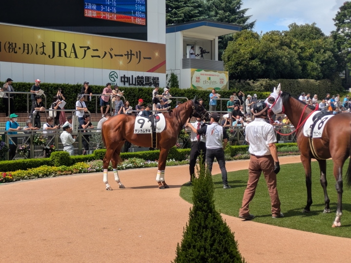 メイクデビュー中山新馬戦芝2000m テンカムテキ