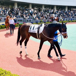 ロザーンジュ 中京競馬場にて