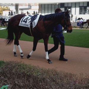 2026/2/1 3歳未勝利