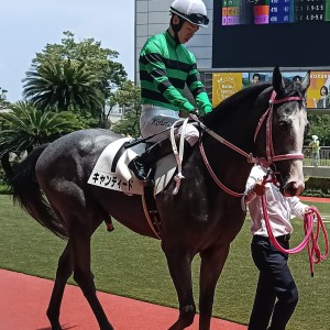 新馬戦パドック(松山騎手)