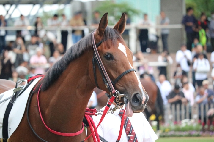 メイクデビューパドック（京都芝2000） アメティスタ