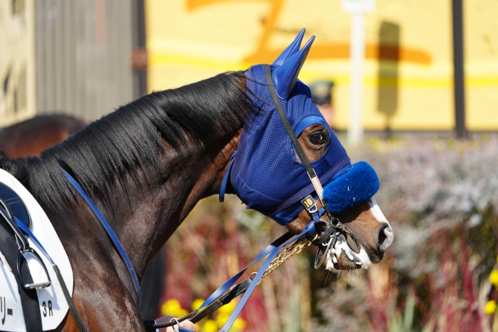 2026/2/22 3歳新馬 ミリオングローリー