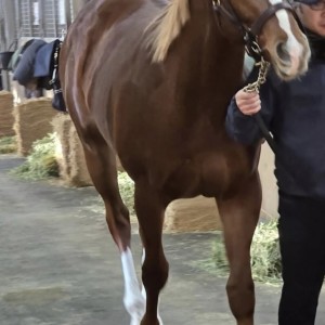 ノーザンファーム空港