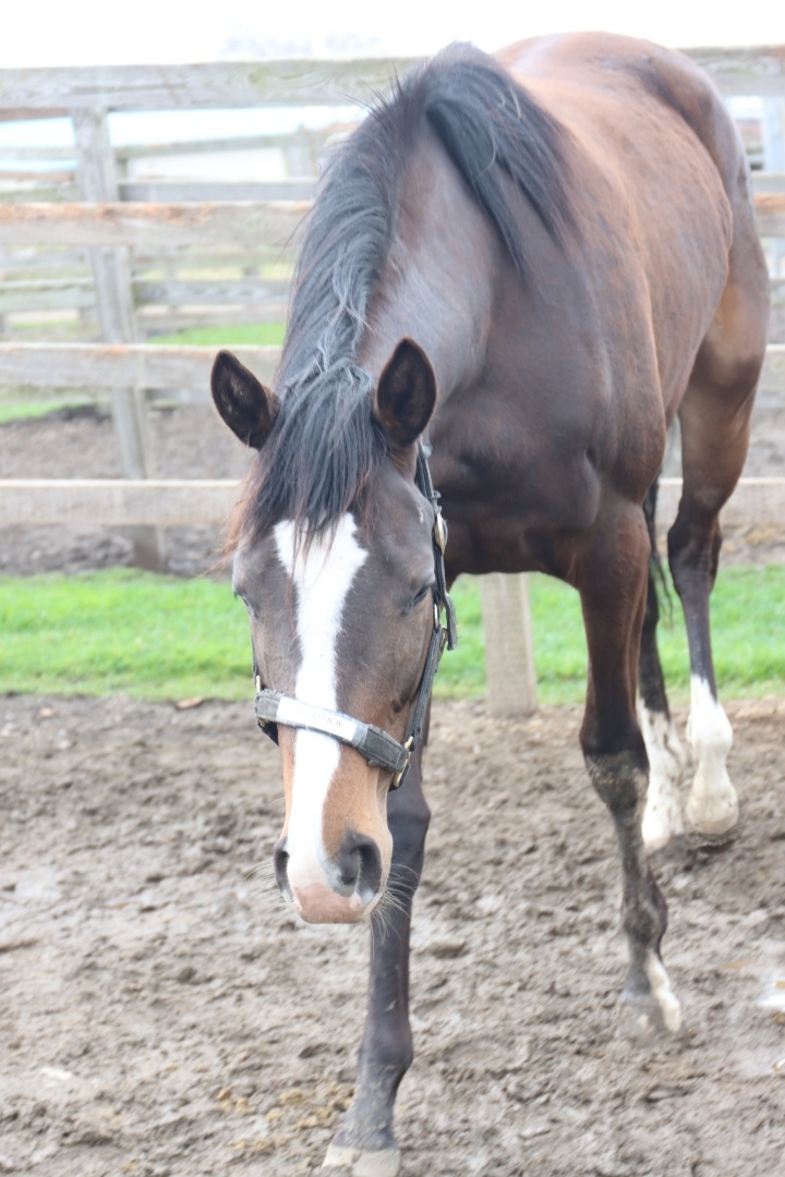 2026年4月 ウインマウルル