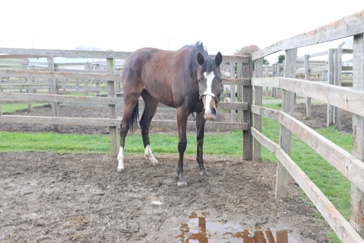 2026年4月 ウインマウルル