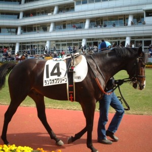 新馬戦パドック