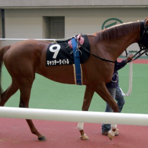 ３回中山　野崎特別　７着