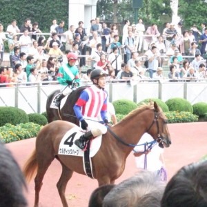 新馬戦パドック