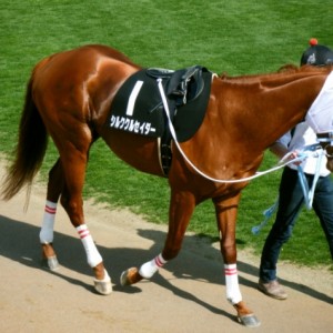 内外タイムス杯パドック