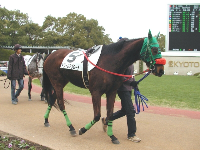 ２００８.２.２京都８Ｒパドック ドリームアプローチ