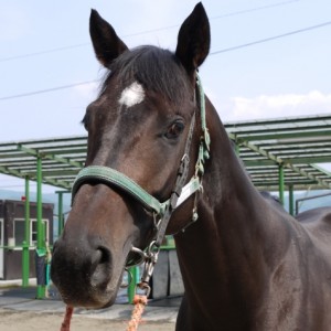 宇治田原で放牧中のスカイ君