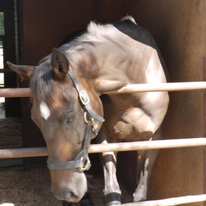 土佐黒潮牧場で余生を送るスカイ君♪