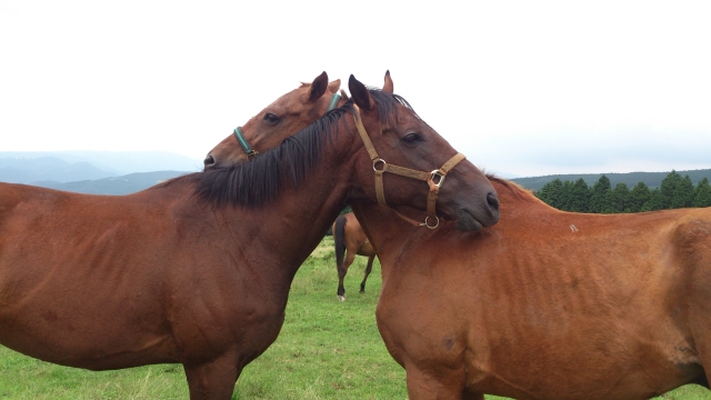 シャーベット、グルーミング中③ シャーベットトーン